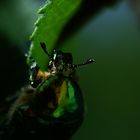 ein Rosenkäfer, der sich in Brennesseln verirrt hatte