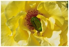 Ein Rosenkäfer tummelt sich in der Rose.