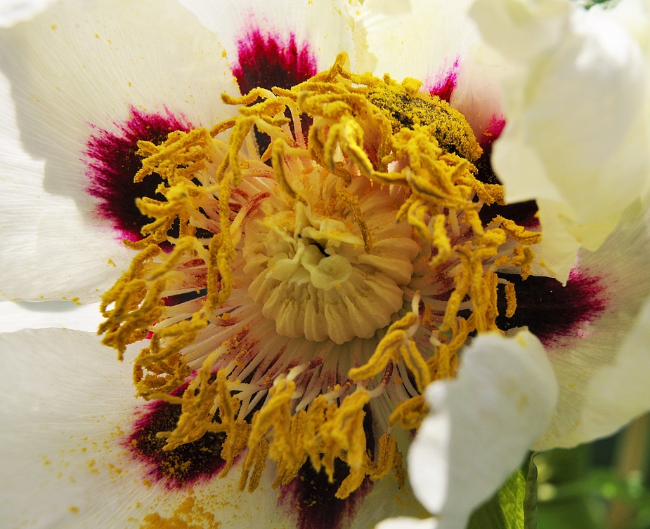 Ein Rosenkäfer wühlte sich durch die Pollen -