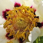 Ein Rosenkäfer wühlte sich durch die Pollen -