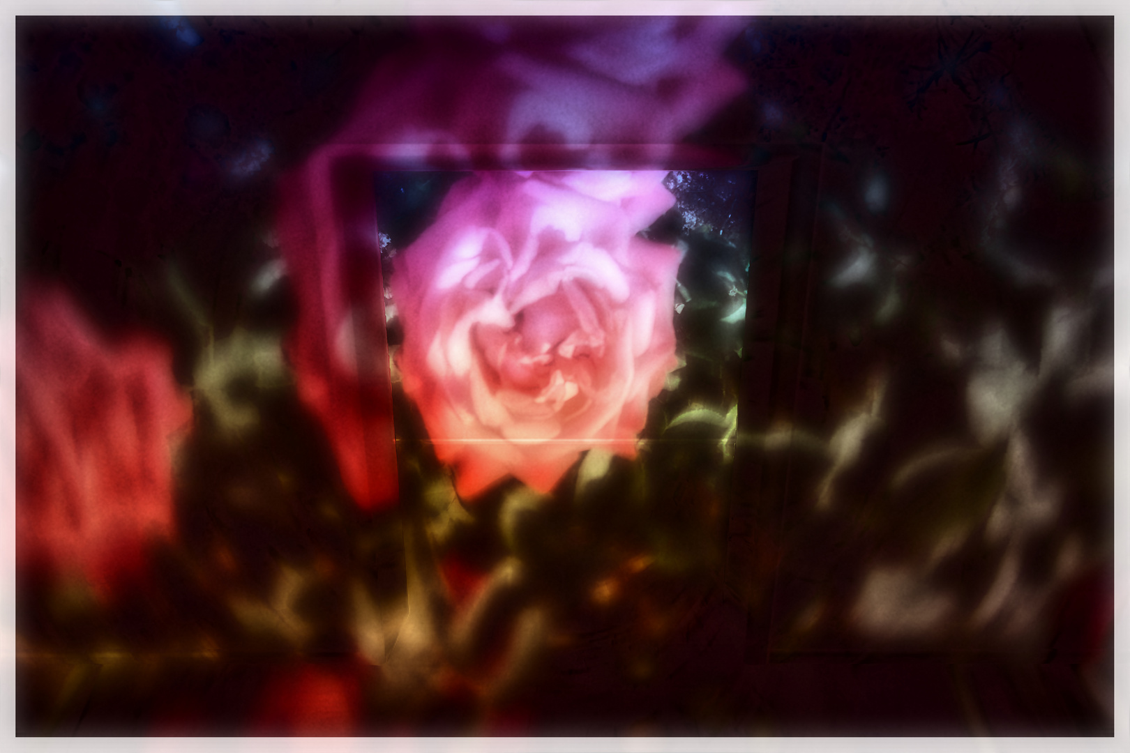 Ein Rosentraum erfüllt den Raum