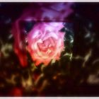 Ein Rosentraum erfüllt den Raum