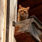 Ein rostiger Kater