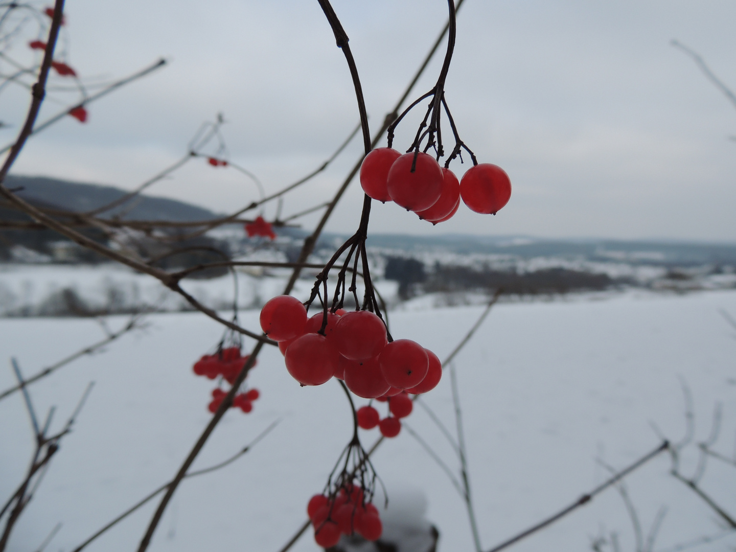 Ein Rot in der weißen Landschaft