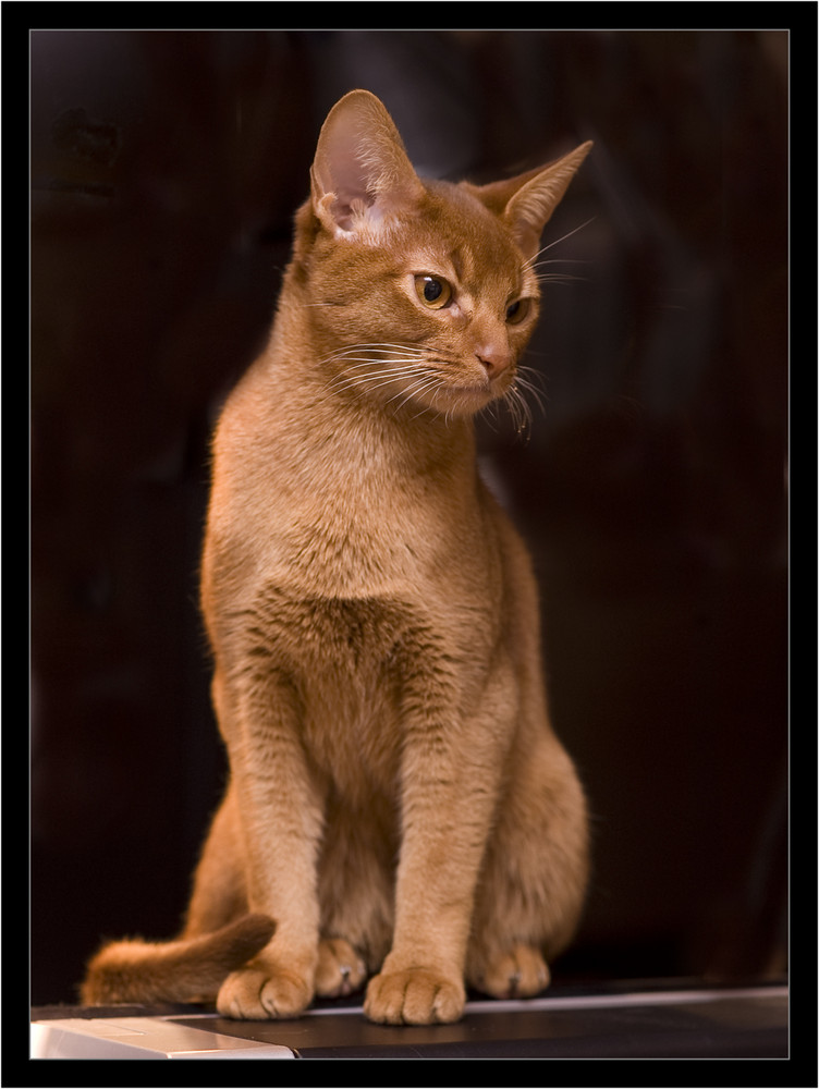 ein roter Abessiner-Kater