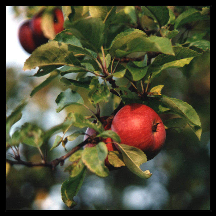 Ein roter Apfel