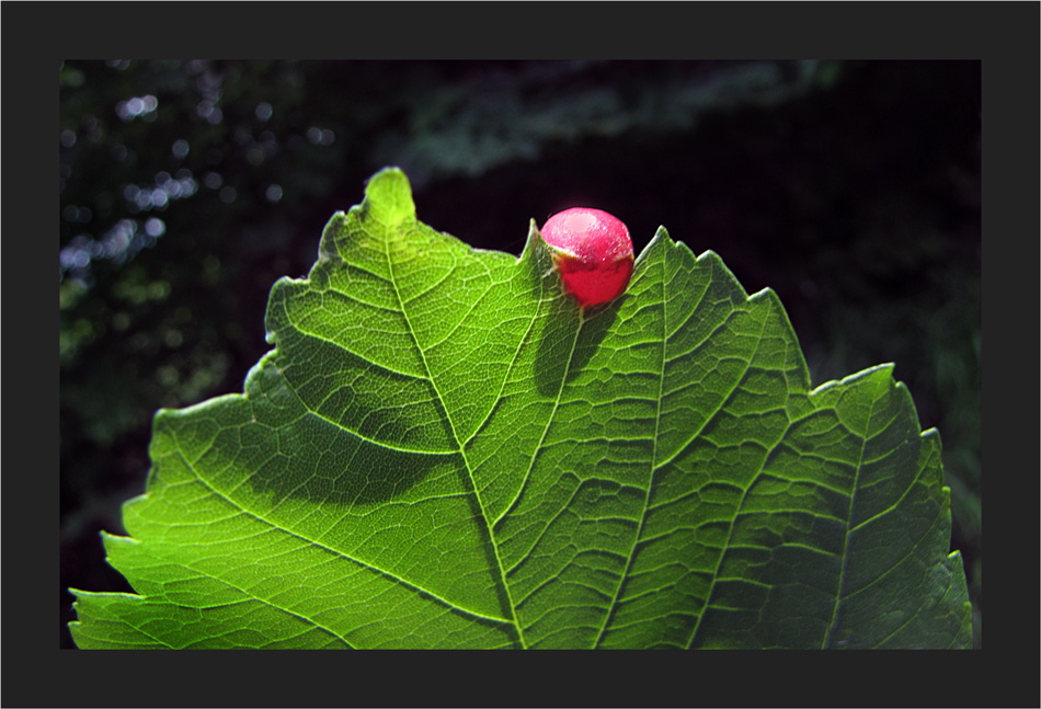 Ein roter Ballon