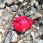 Ein roter Ballon