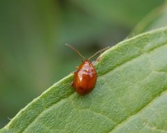 Ein roter Blattkäfer - Sphaeroderma rubidium