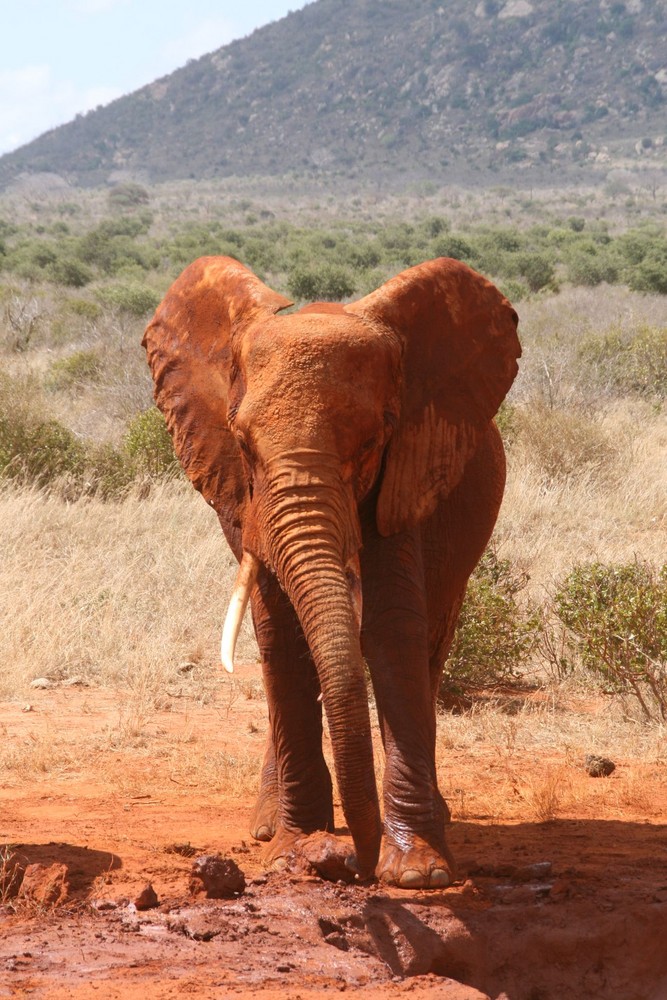 Ein Roter Elefant