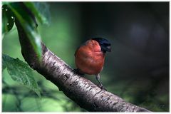 Ein roter Fleck im dunklen Wald