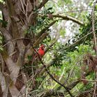 Ein Roter Fleck in der Landschaft