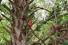 Ein Roter Fleck in der Landschaft