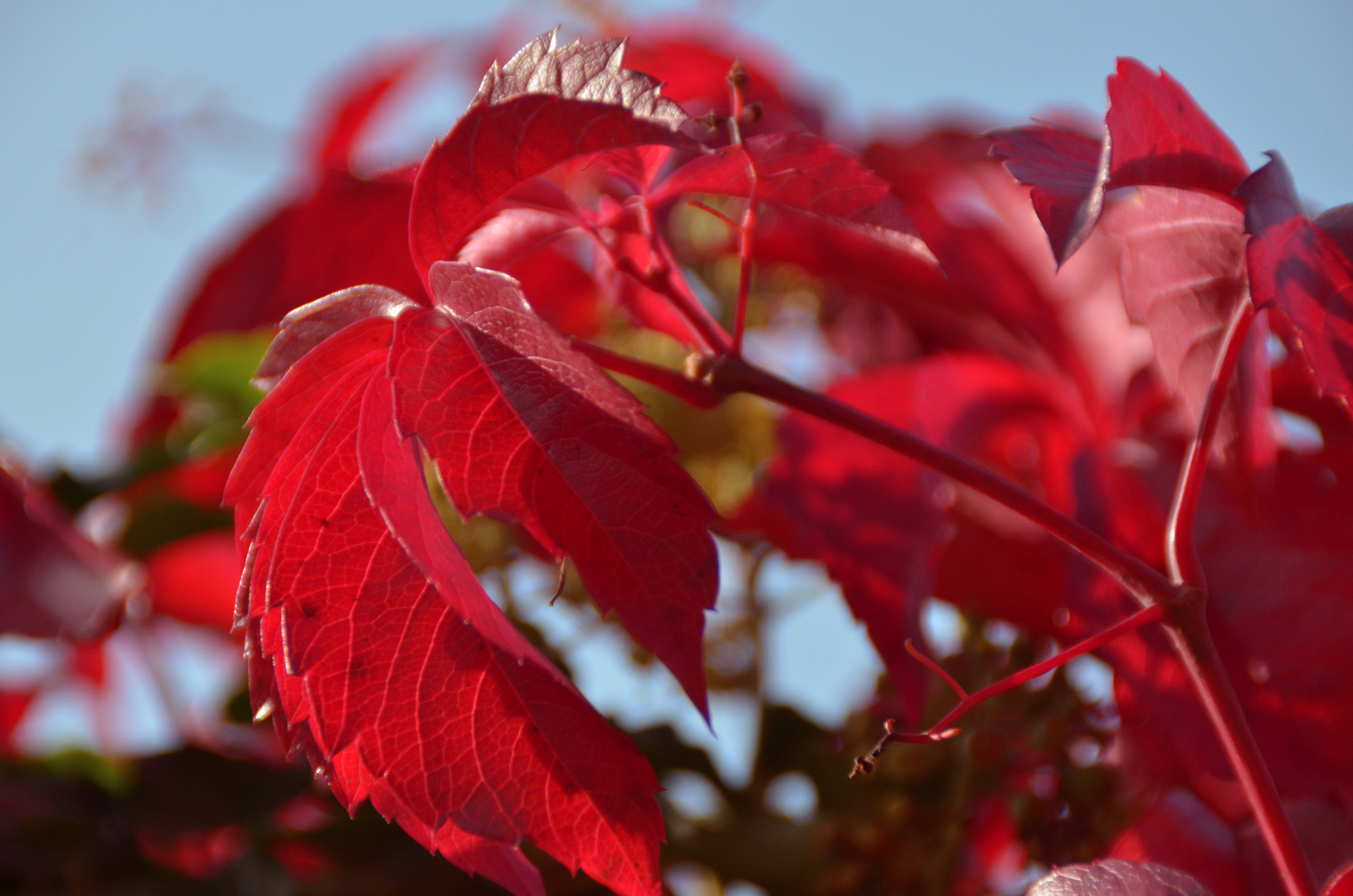 Ein roter Herbst