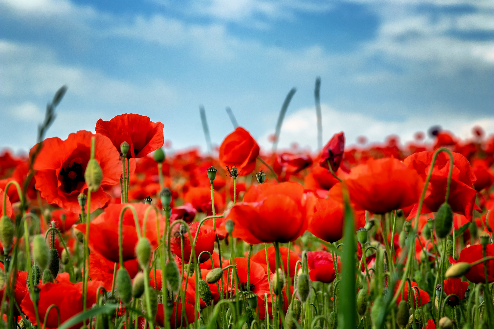 Ein roter Junitag