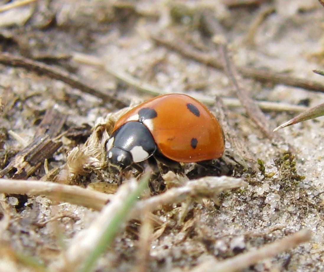 Ein roter Käfer