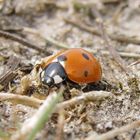 Ein roter Käfer