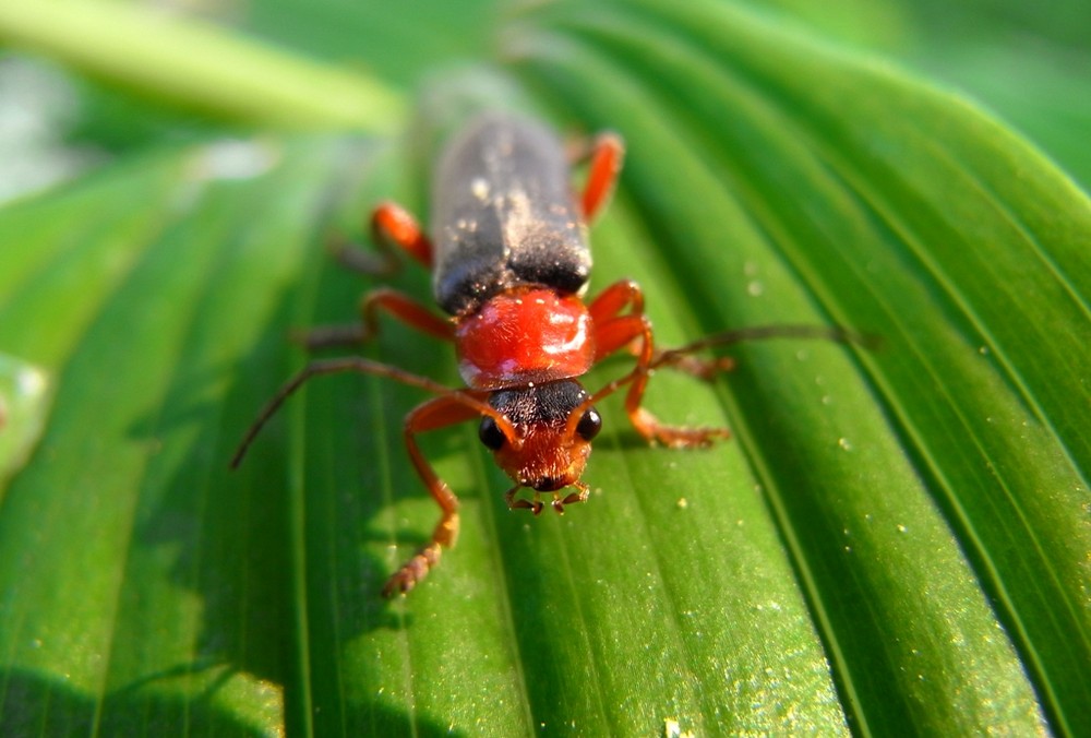 Ein Roter Käfer im Detail