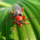 Ein Roter Käfer im Detail