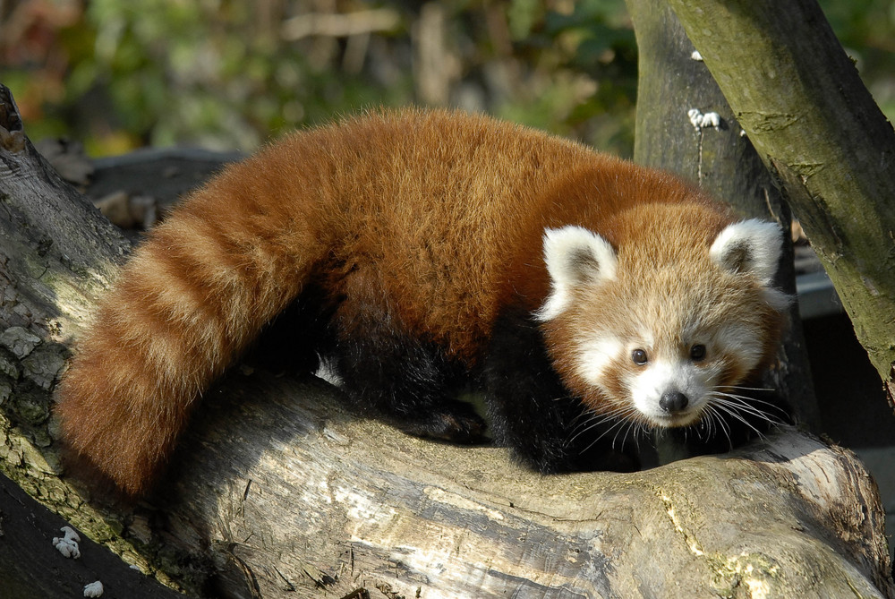 Ein roter Knuddelbär