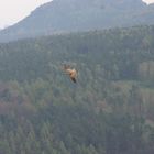 ein roter Milan bei Festung Königstein