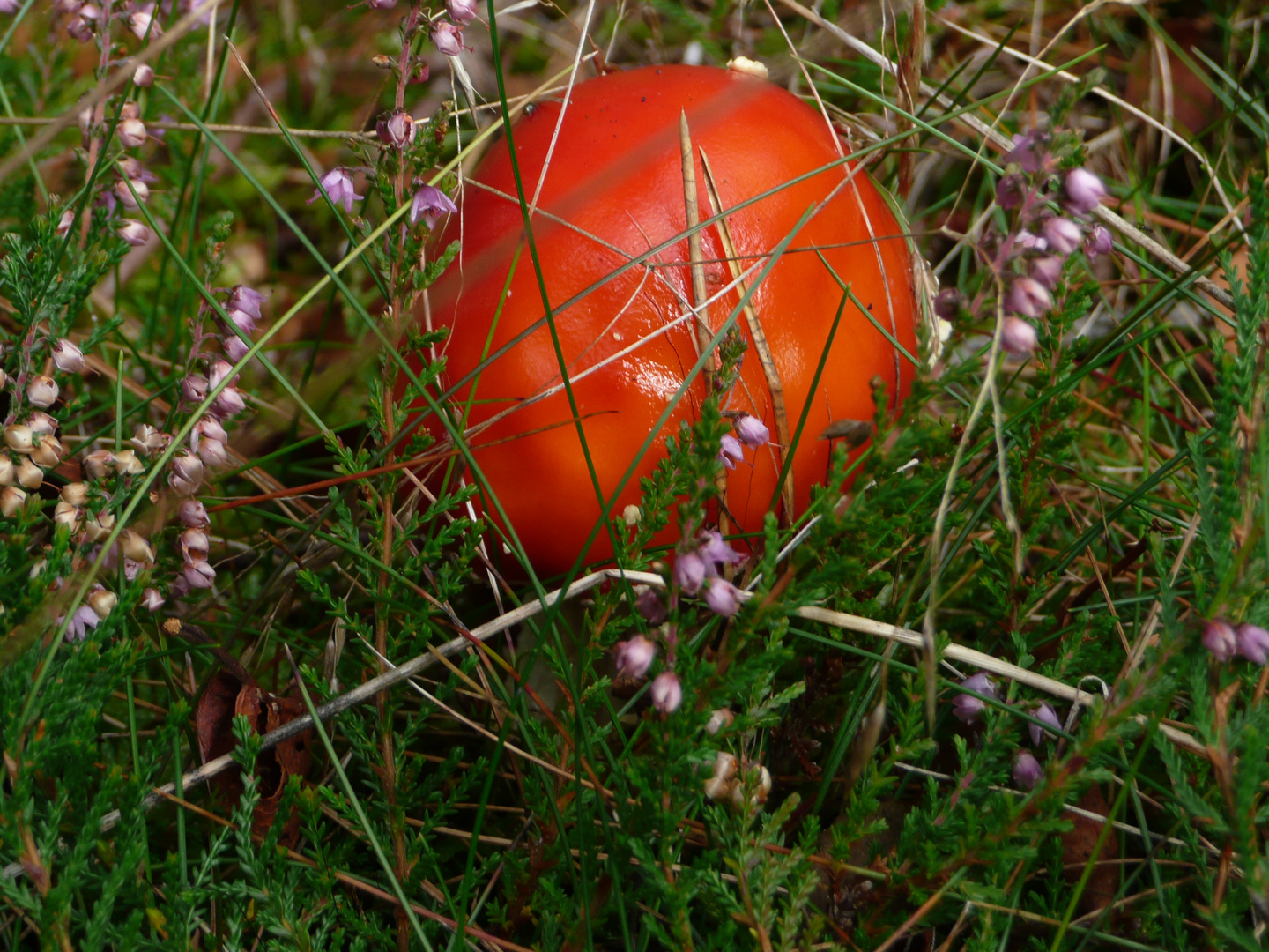 ein roter Pilz