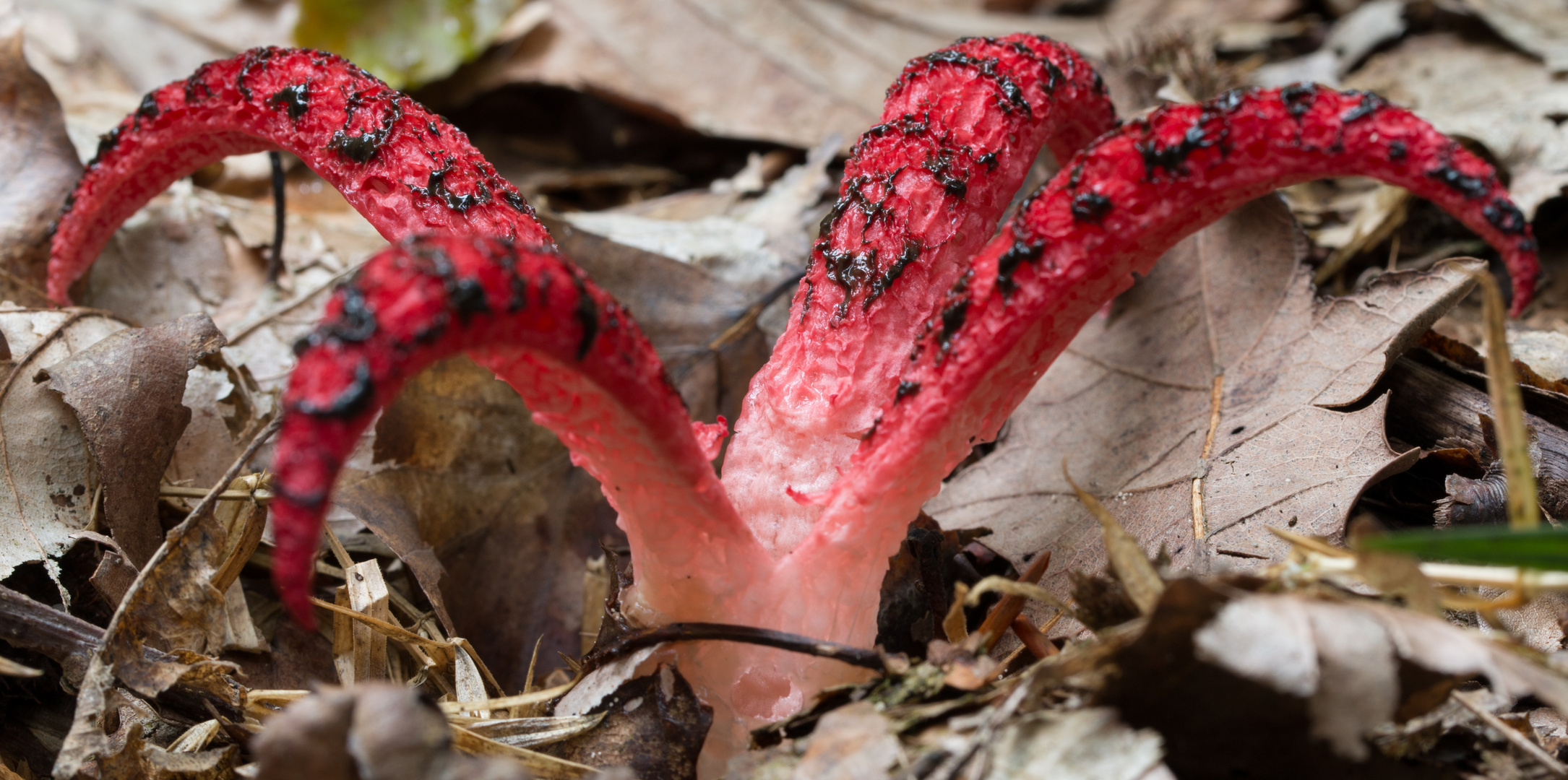 Ein roter Pilz