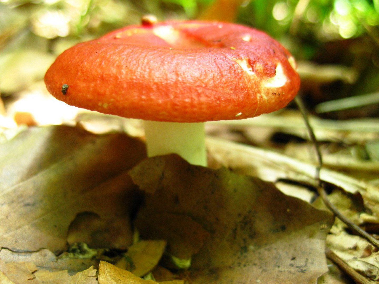 ein roter pilz