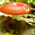 ein roter pilz