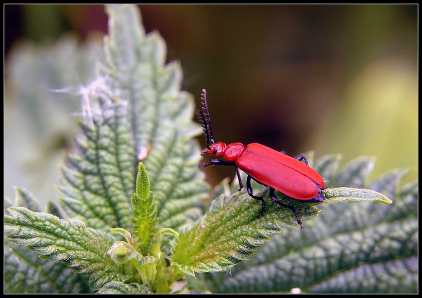 Ein roter Ruecken.....