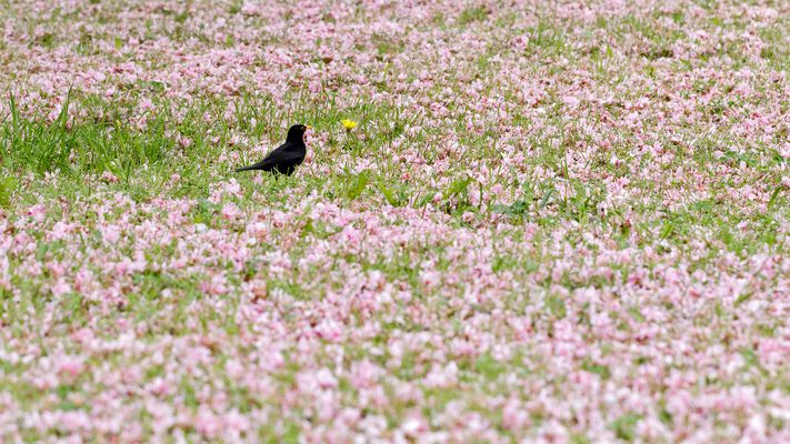 ein roter Teppich für den Star