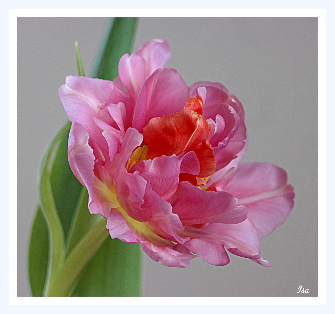 ein rotes Blatt