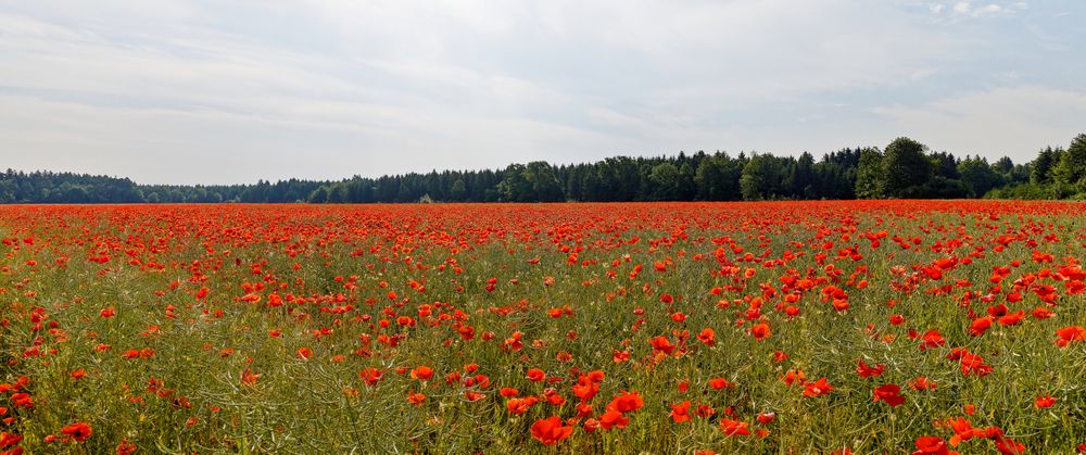 Ein Rotes Blütenmeer