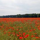 Ein Rotes Blütenmeer