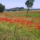 ein rotes Blütenmeer