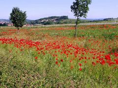 ein rotes Blütenmeer