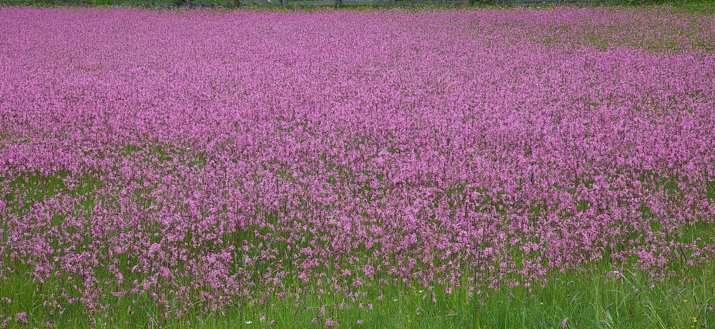 " Ein Rotes Blumenmeer "