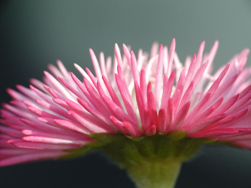 Ein rotes Gänseblümchen