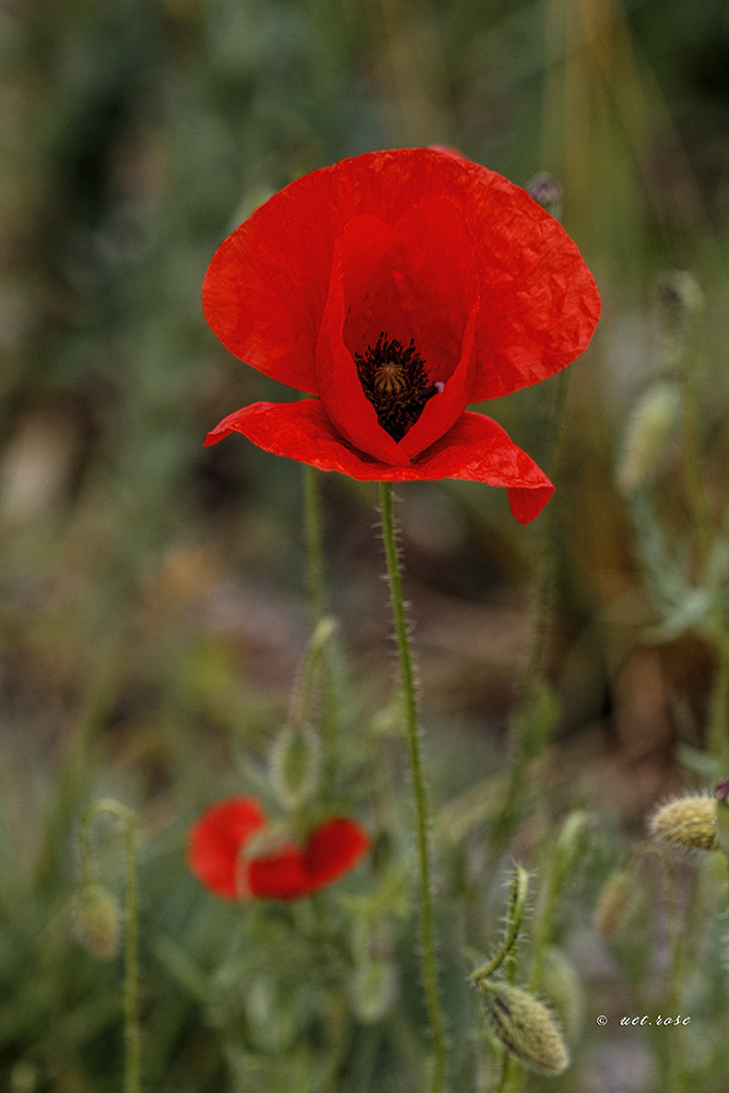 Ein rotes Kleid!