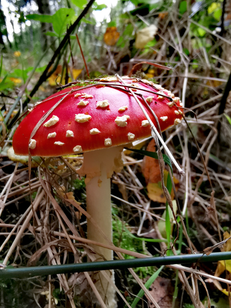 Ein rotes Männlein 