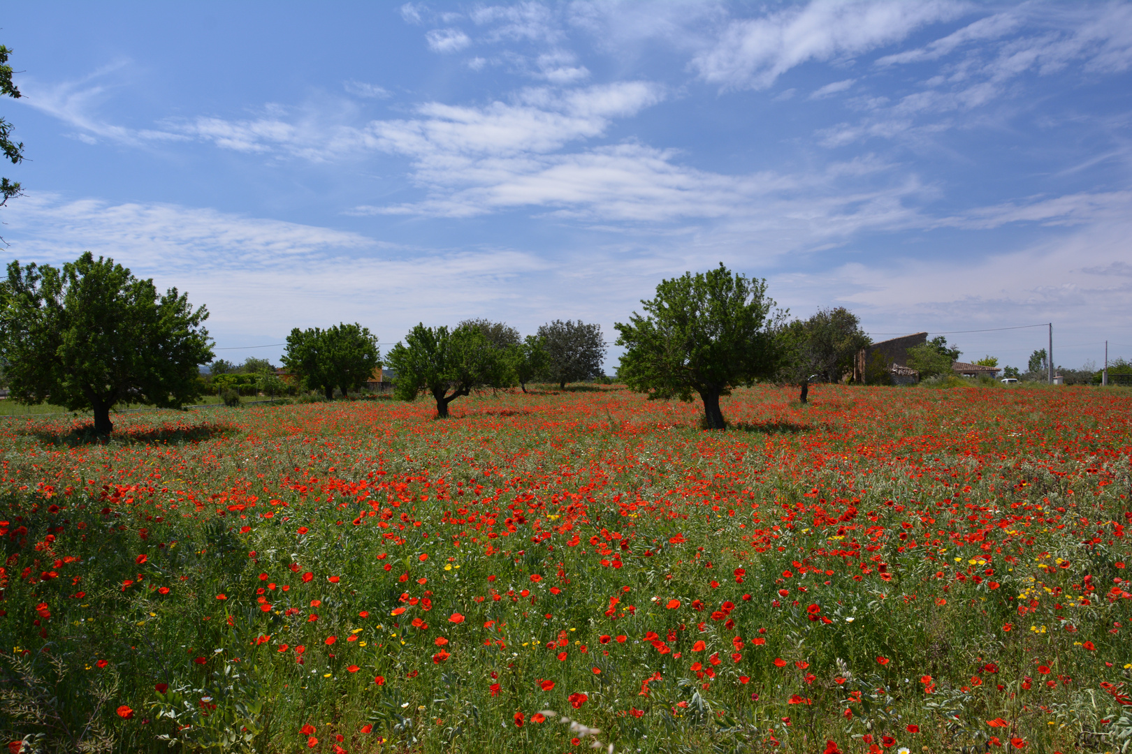 Ein rotes Meer 1