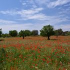 Ein rotes Meer 1