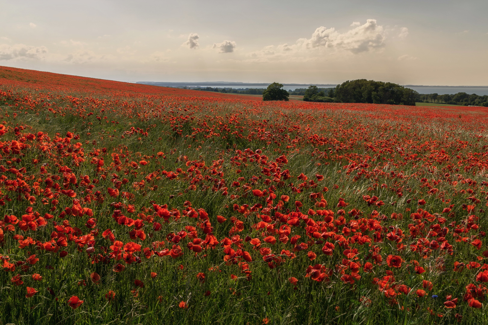 Ein rotes Meer auf Jasmund