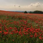 Ein rotes Meer auf Jasmund