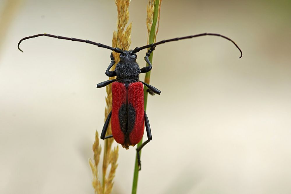 ein rotes Prachtkerlchen