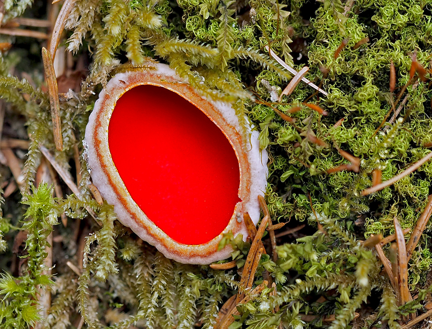 Ein rotes Schmuckstück aus dem Wald, ein Kelchbecherling (Sarcoscypha) *