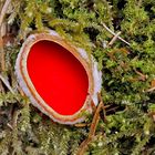 Ein rotes Schmuckstück aus dem Wald, ein Kelchbecherling (Sarcoscypha) *