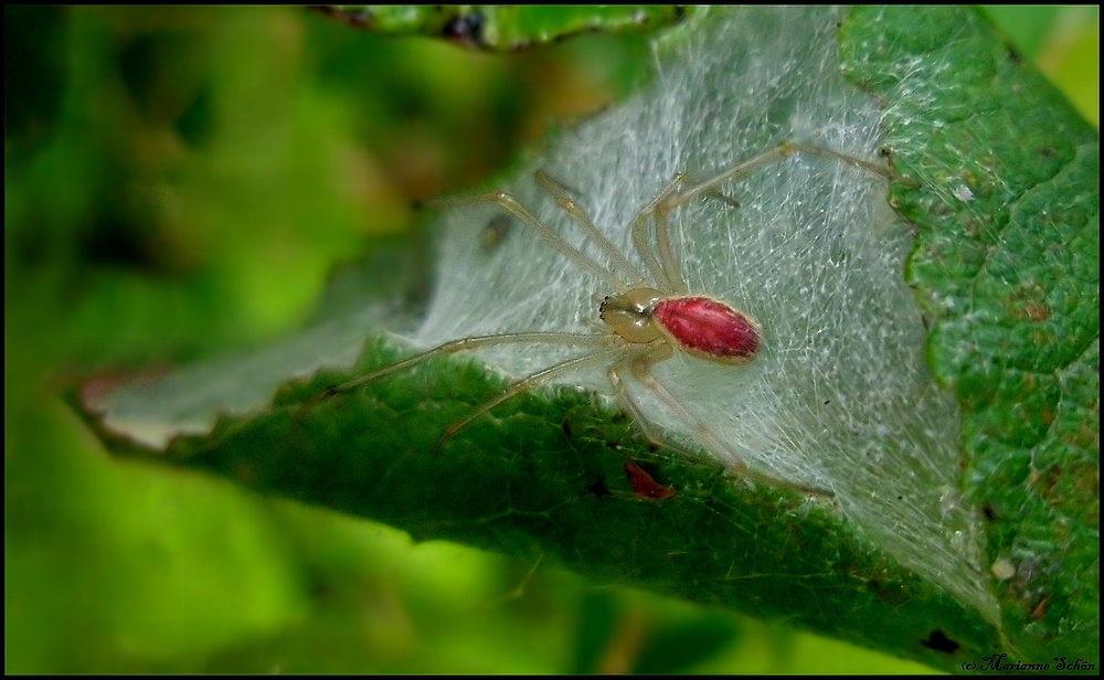 Ein rotes Spinnchen...