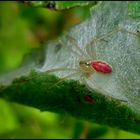 Ein rotes Spinnchen...