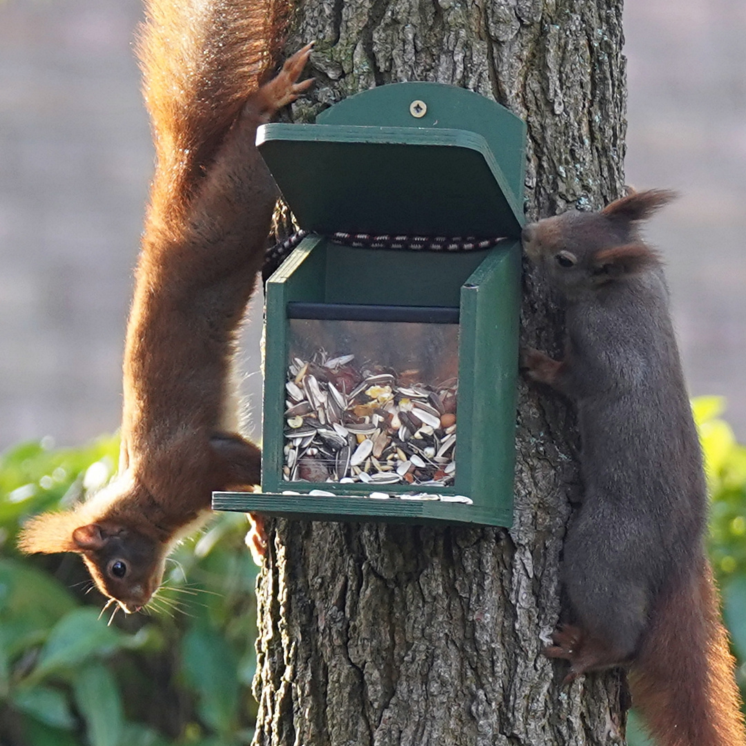 Ein rotes und ein graues Eichhörnchen gemeinsam am Futterhaus